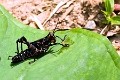 GRASSHOPPER (Redspotted black)